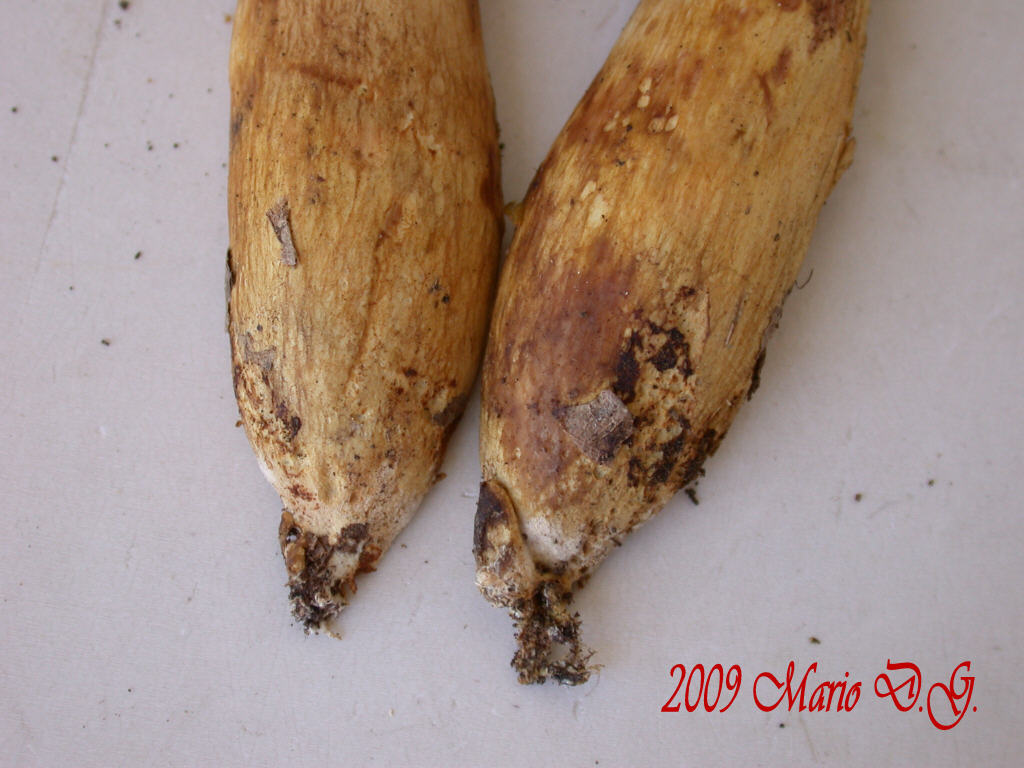 Boletus da determinare >>> n�4